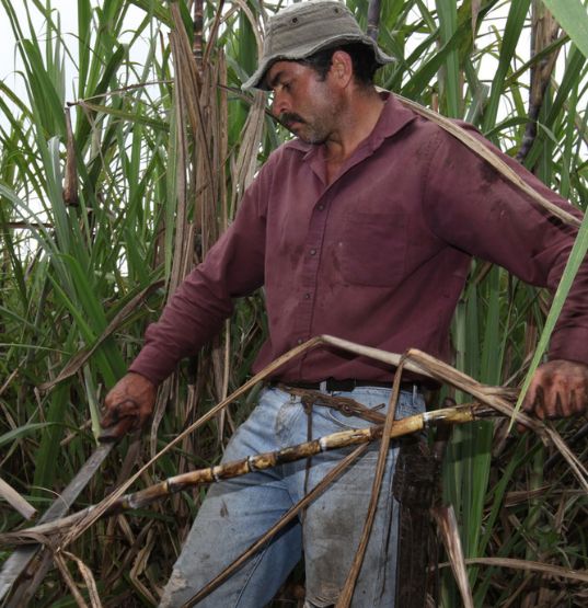 Agricultor de la cooperativa de Comercio Justo Coopecañera