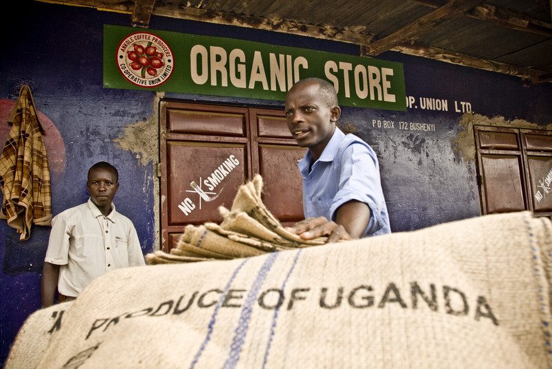 ACPCU, productores de café de Comercio Justo en Uganda.