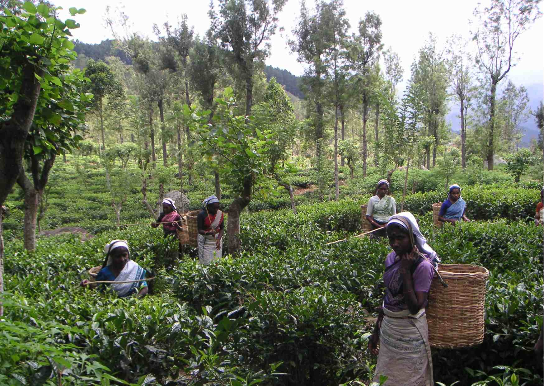 SOFA Té de Comercio Justo en Sri Lanka