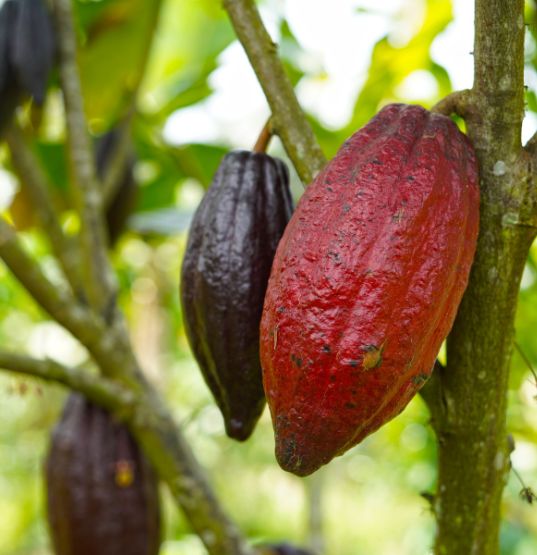 Cacao de Comercio Justo
