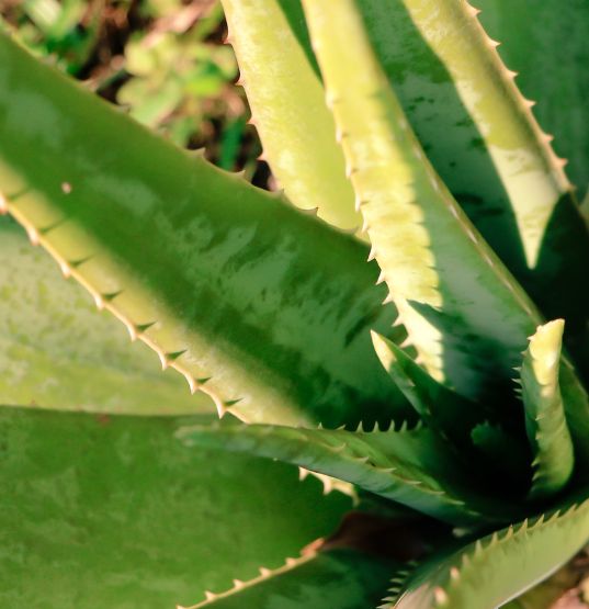 Aloe vera