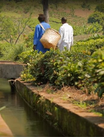 Productores de té de Comercio Justo en Malawi camino al trabajo