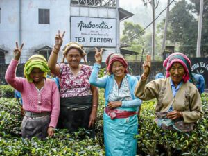Productoras de té de Comercio Justo en Ambootia, India